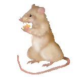 hamster-0007.gif from 123gifs.eu